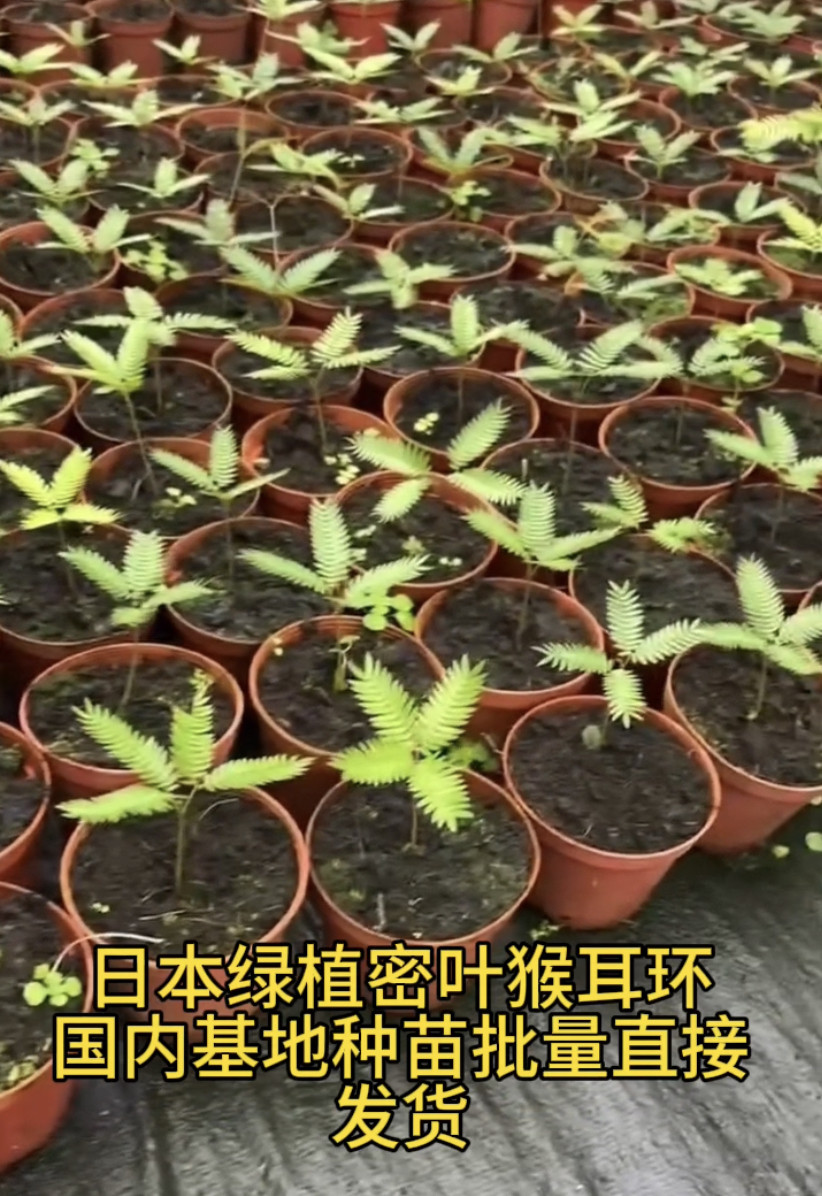 日本进口密叶猴耳环稀有籽播苗室内外耐阴植物网红趣味鸡髯豆植物