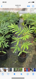 密叶猴耳环日本进口稀有籽播苗小豆树室内网红观叶趣味鸡髯豆植物