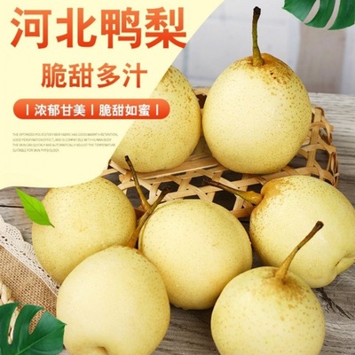 鸭梨河北水晶梨10斤带箱包邮非皇冠梨雪梨香梨新鲜梨子3/5斤