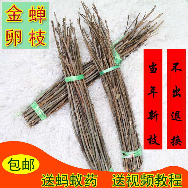知了猴种子 金蝉种卵 养殖技术金蝉卵枝条金蝉幼苗知了猴爬叉种苗