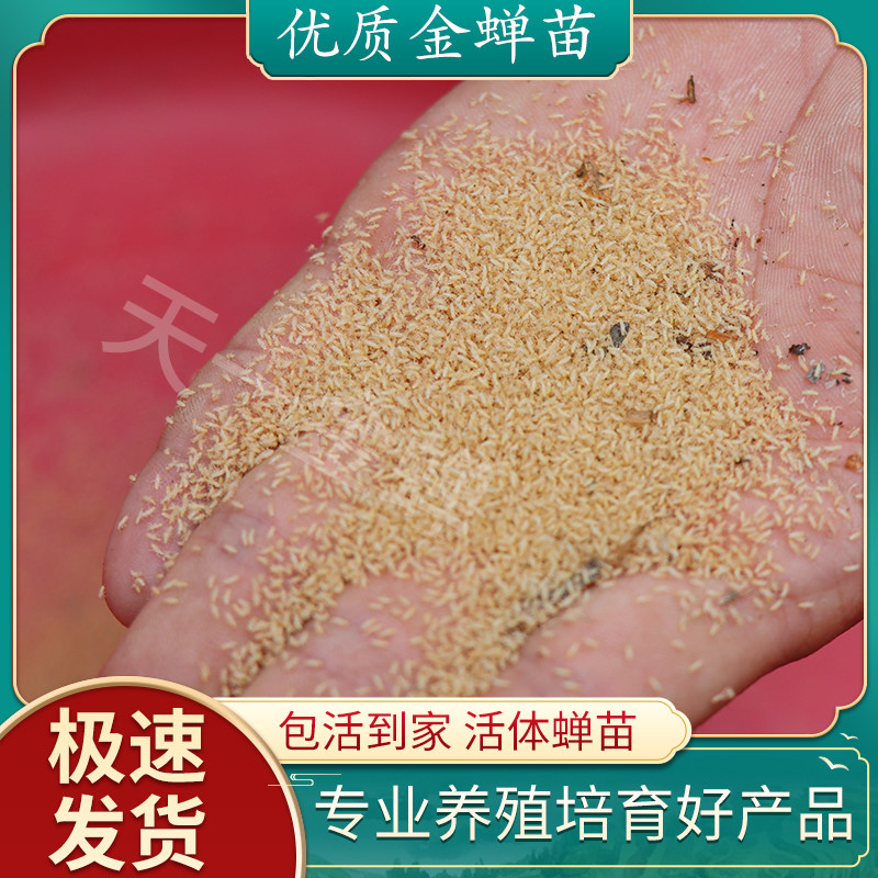 金蝉幼苗知了猴种子金蝉种卵爬叉苗金蝉养殖活体蝉蚁孵化好蝉卵枝