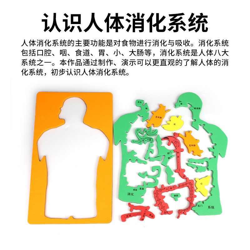 EVA科技小制作内脏拼图模型科学实验认知大号人体器官DIY消化系统