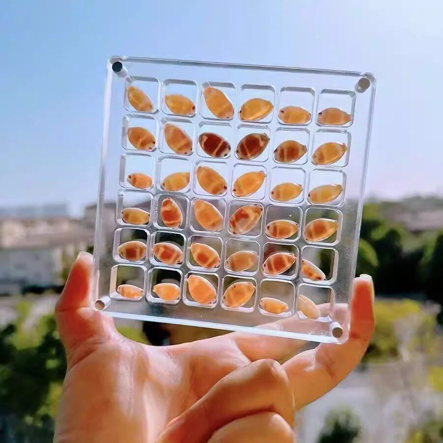 天然迷你小海螺贝壳海星高透亚克力收纳盒材料微贝沙标本海边礼物