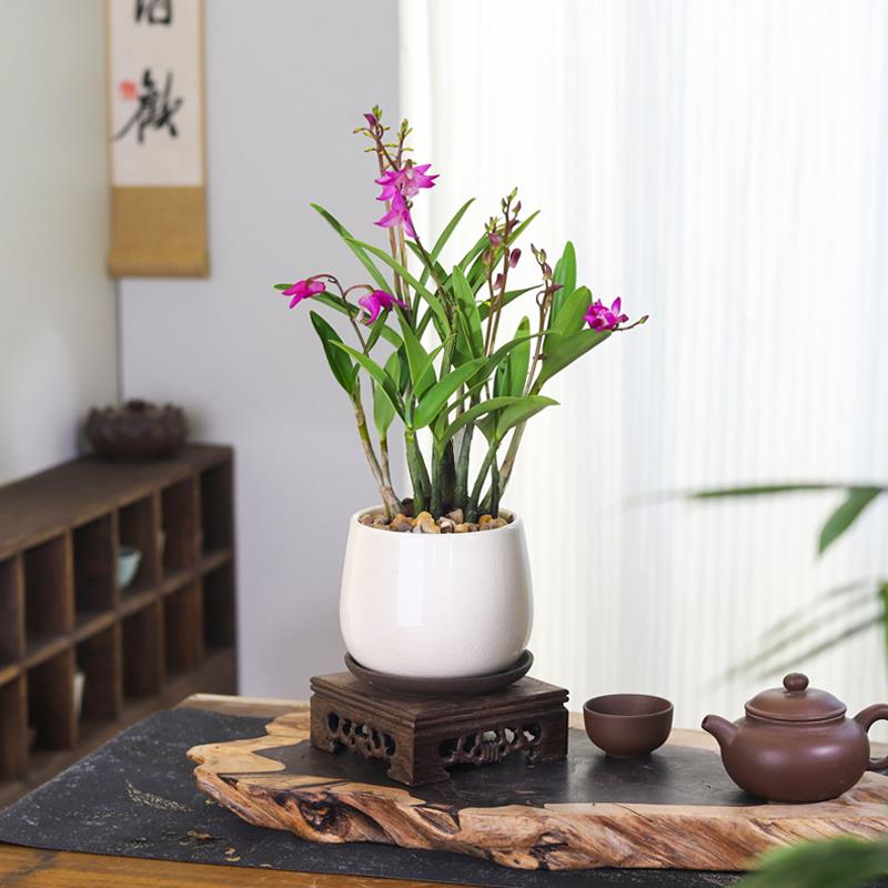 香水石斛兰植物盆栽带花卉室内办公桌净化空气四季好养绿植蝴蝶兰