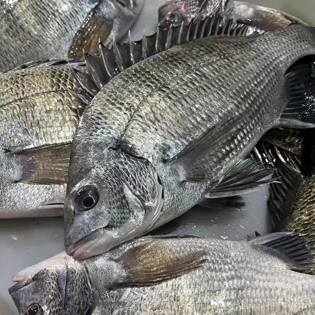 福建东海现捕黑鲷鱼3斤装 真空速冻发出