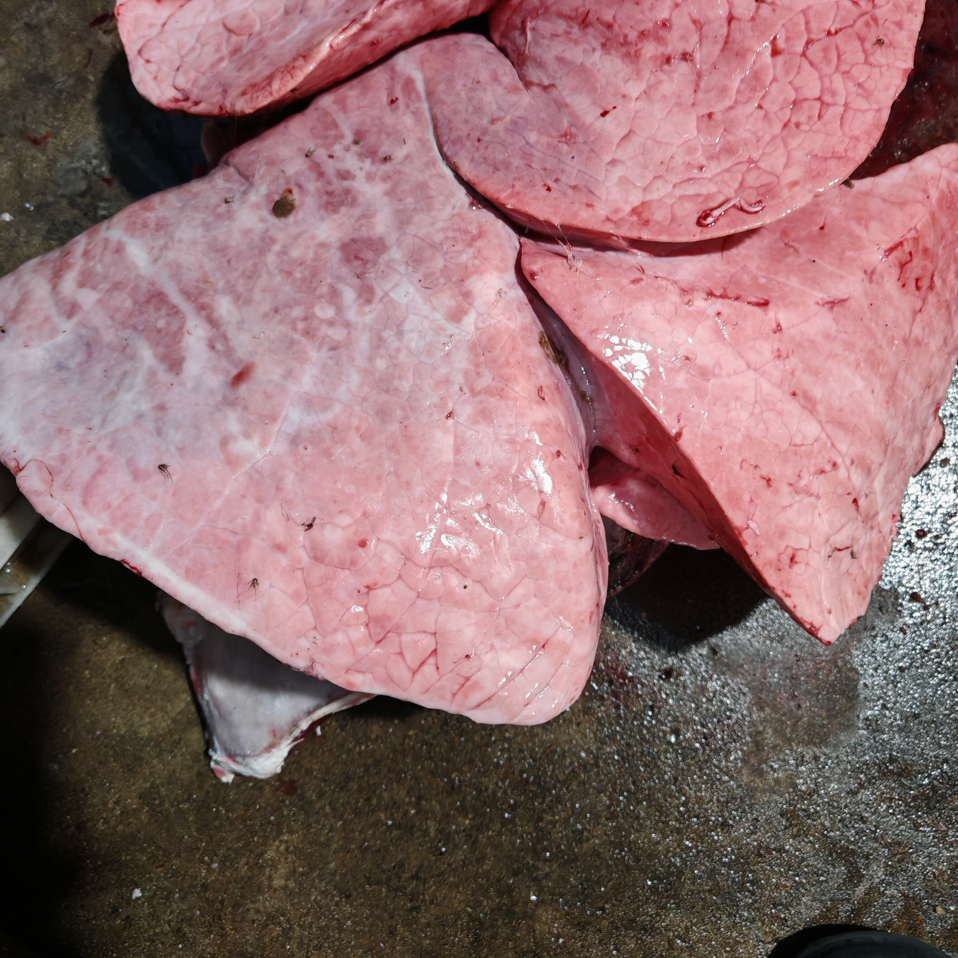 正宗水牛牛肺新鲜商用牛肺火锅食材萝卜牛杂小吃半成品喂狗批发