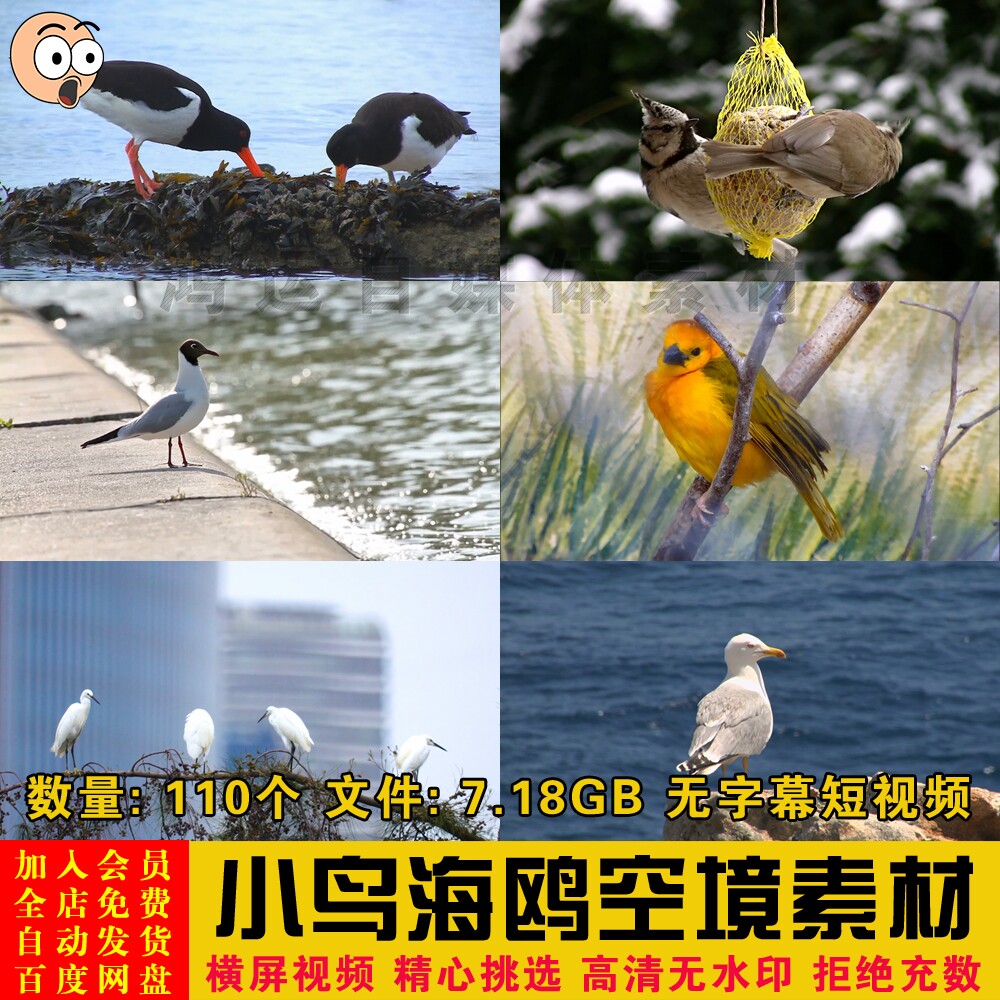 飞鸟小鸟海鸥动物麻雀空境高清无字幕自媒体短视频剪辑素材视频