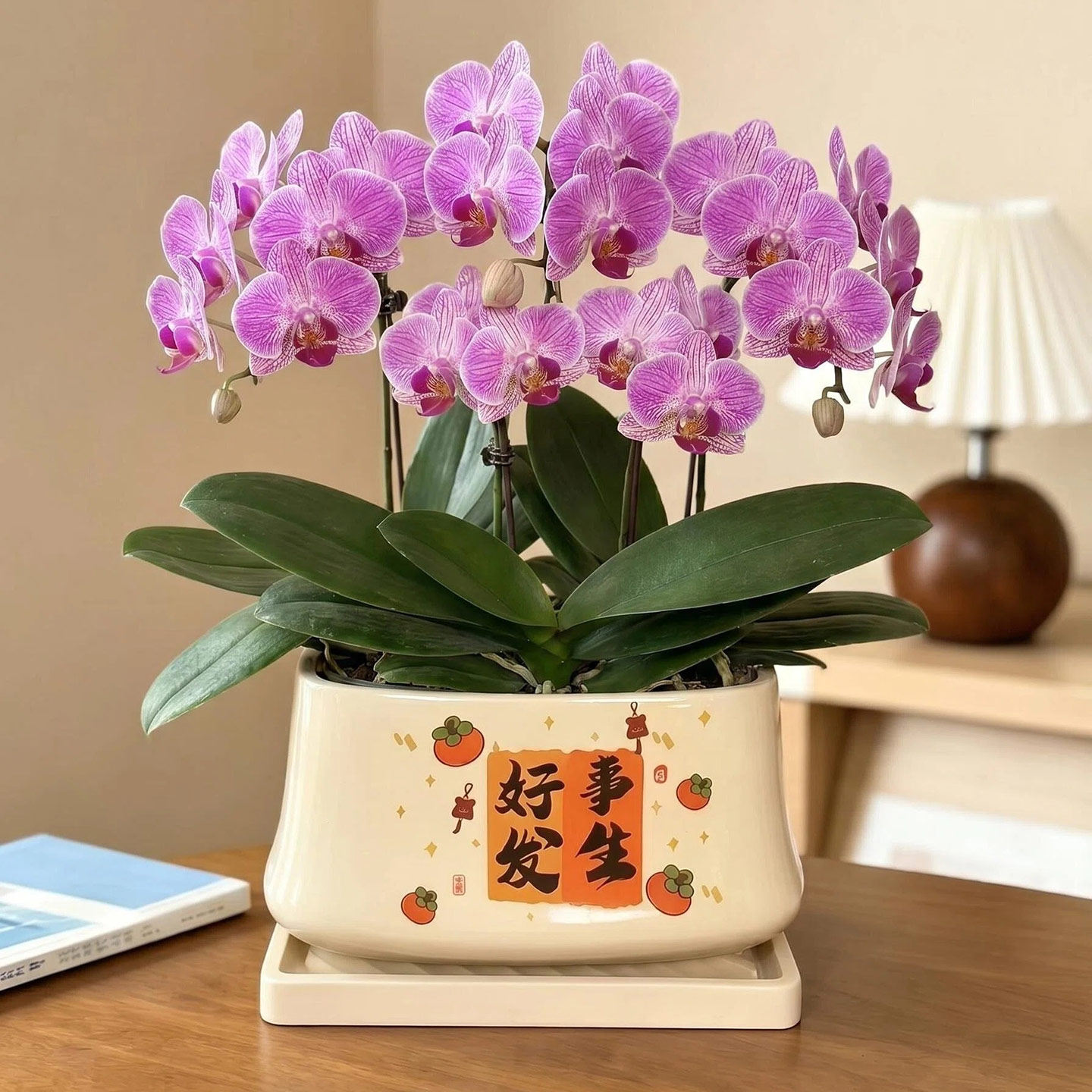 蝴蝶兰盆栽陶瓷花盆精美家居摆件带托盘桌面盆景室内吊兰盆栽兰花