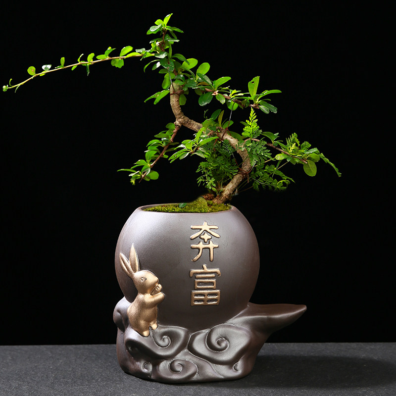 文竹盆栽植物紫砂中式禅意盆景绿植盆陶瓷花盆办公室摆件创意花卉