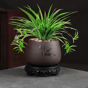 紫砂花盆盆景盆栽蝴蝶兰兰花文竹绿植多肉植物创意粗陶陶瓷盆带托