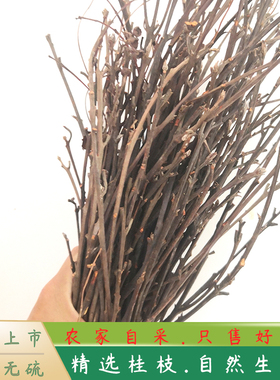 野生桂枝中药材香料晒干无硫桂枝汤桂枝尖桂枝桂枝条泡脚桂树枝