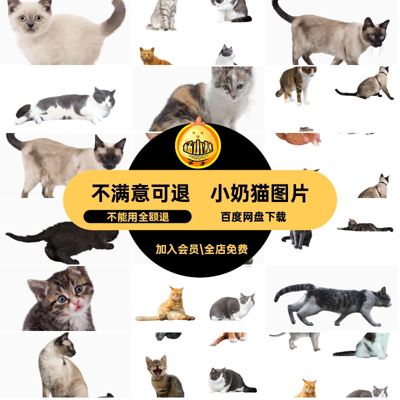 小奶猫图片素材宠物猫咪免扣透明猫咪图片背景图片小猫花猫可爱