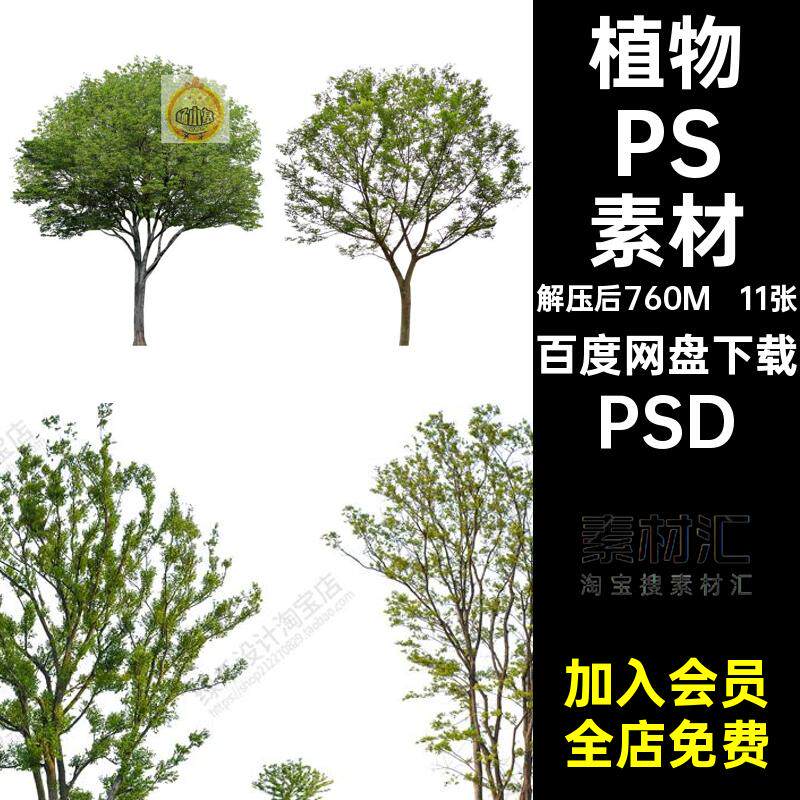 11张乌柏朴树PSD素材园林独立面景观丛生效果图植物后期psd乌桕树