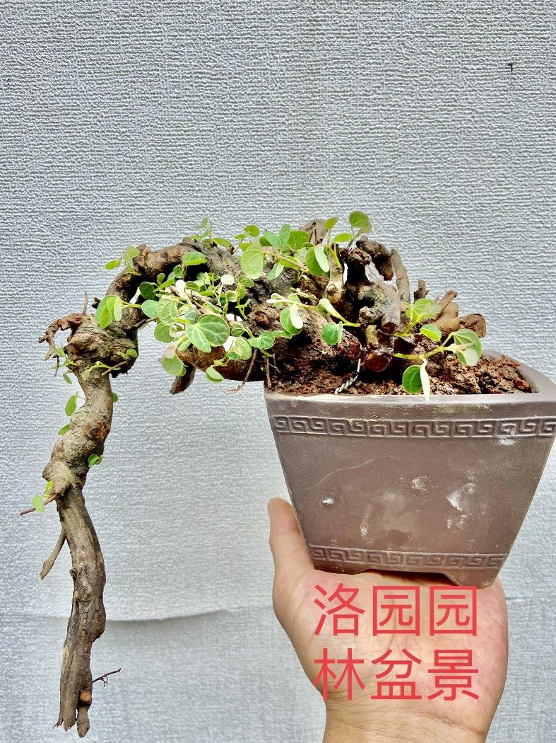 羊蹄甲 小叶羊蹄甲素材 舍利羊蹄甲盆景素材 白花羊蹄甲