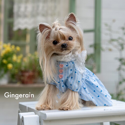 GINGERAIN 蕾丝仙女娃娃衫马尔济斯衣服约克夏天透气衬衫连衣裙