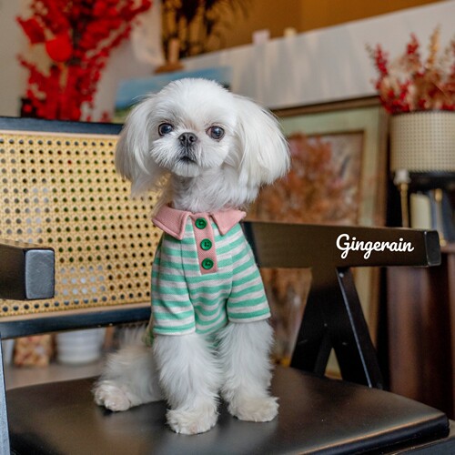 GINGERAIN纯棉POLO衫小型犬
