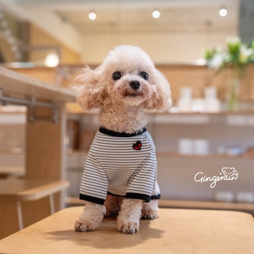 GINGERAIN 夏日纯棉小T恤约克夏马尔济斯比熊衣服柔软极简风修身