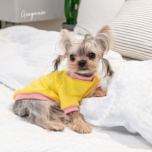 GINGERAIN 面料超级好!小型犬衣服马尔济斯约克夏保暖撞色棉T恤