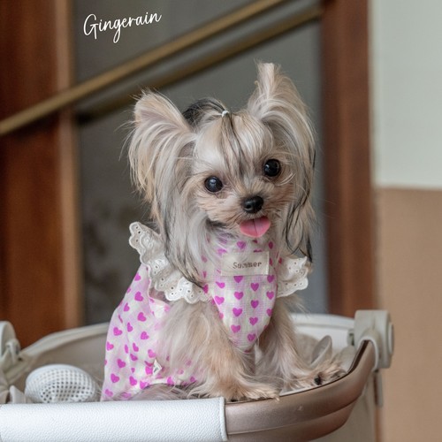 GINGERAIN 爱心娃娃衫小型犬约克夏马尔济斯衣服宽松轻薄透气背心