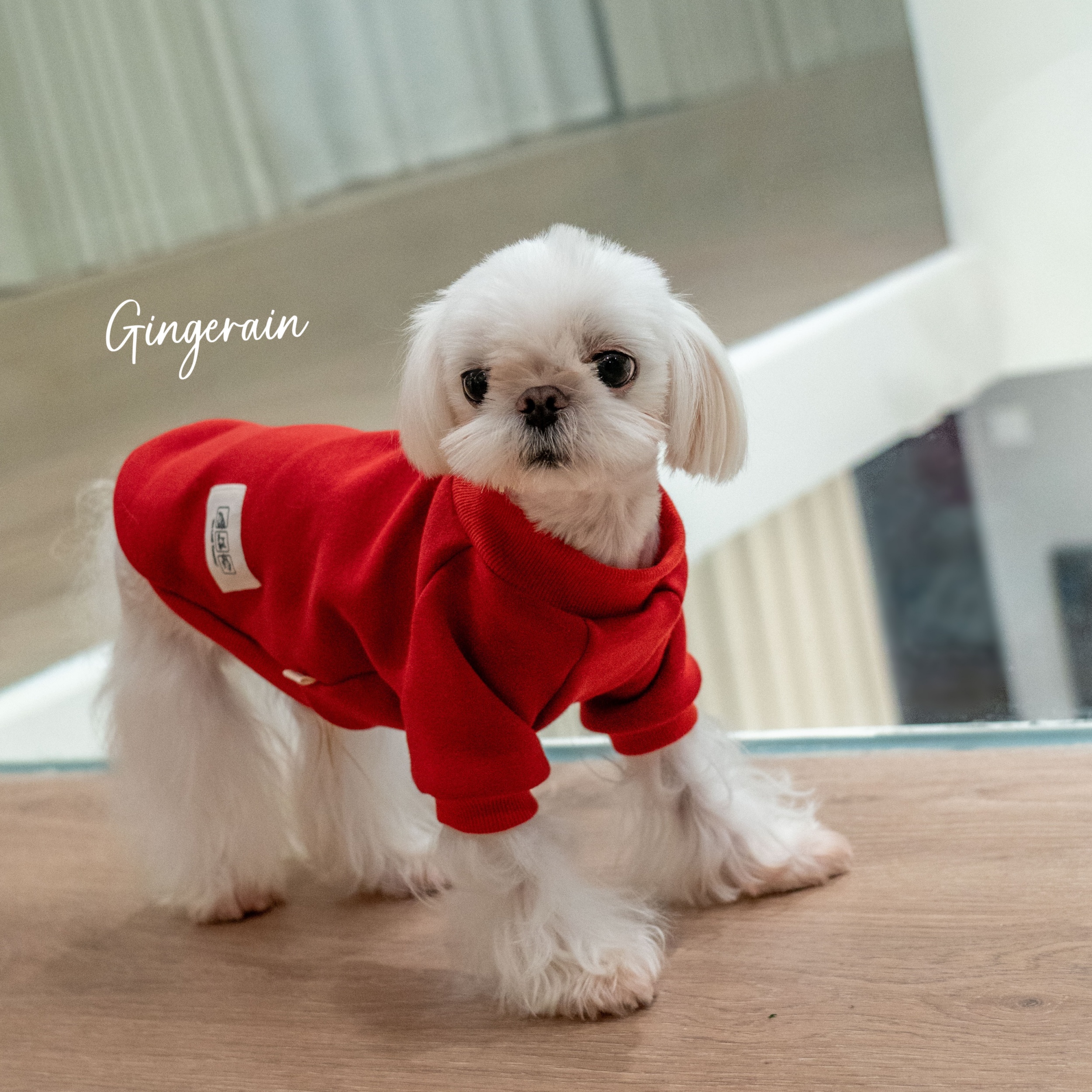 GINGERAIN 加绒保暖衣宠物狗约克夏小型犬马尔济斯高弹纯棉卫衣