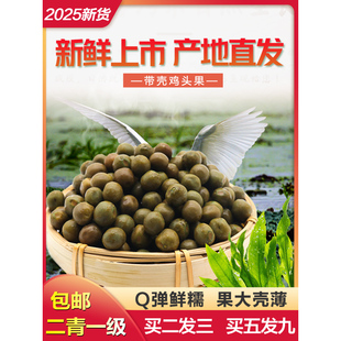 2025安徽天长龙岗特产鸡头果二青一级新鲜带壳野生鸡头芡实2500g