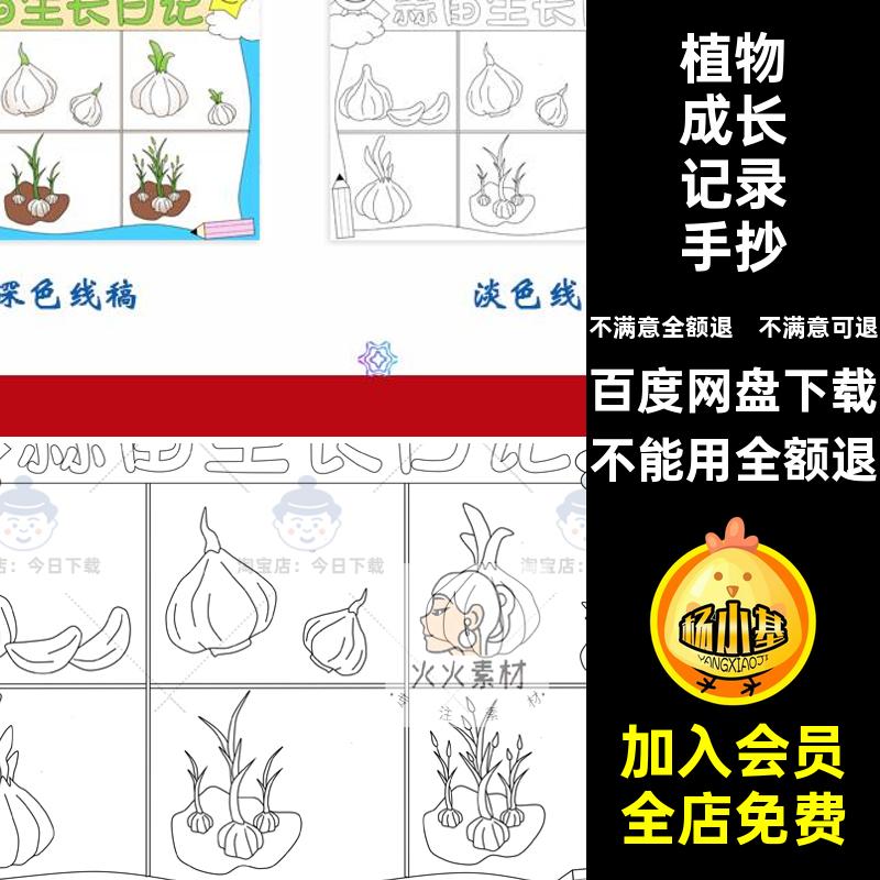 植物成长记录手抄报线蒜苗小学大蒜稿观察日记笔记自然电子版生长