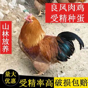 良凤花纯种大型品种肉鸡种蛋受精蛋可孵化新鲜鸡蛋快大宠物鸡