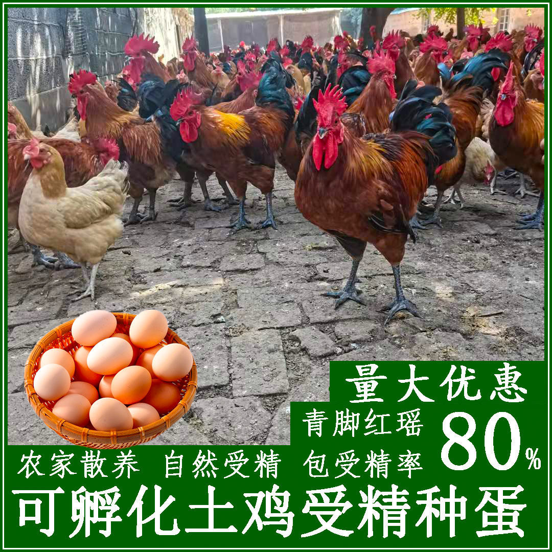 纯种红瑶鸡种蛋可孵化小鸡受精蛋活珠子/毛胚蛋