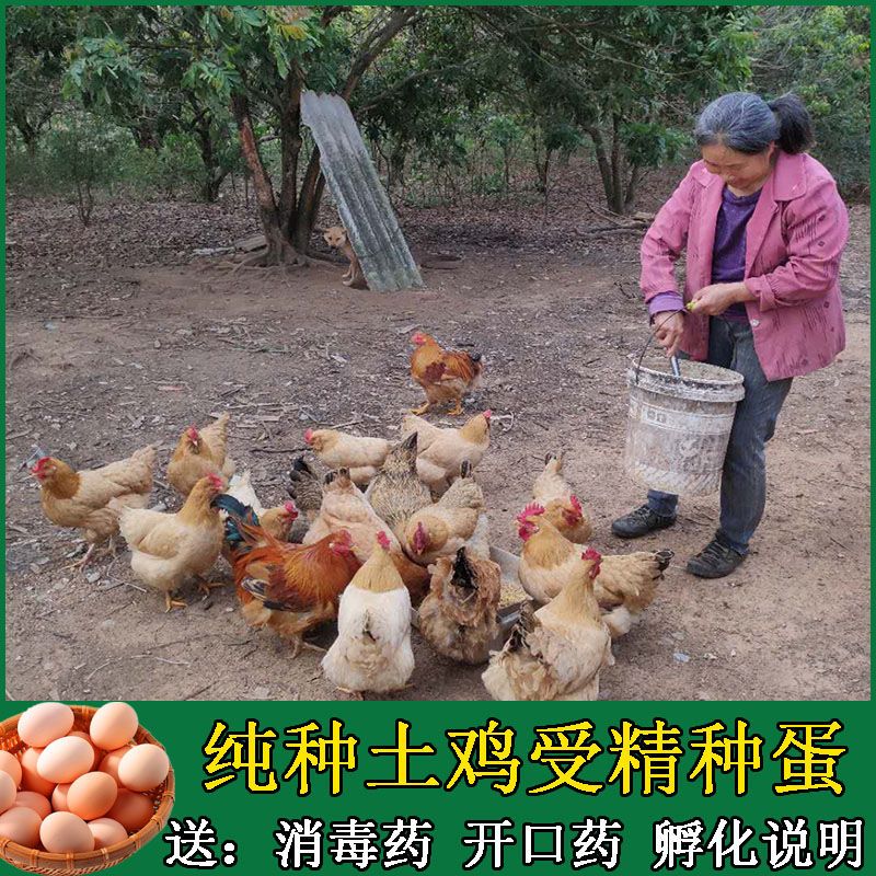 土鸡种蛋可孵化小鸡受精蛋散养可活珠子/毛胚蛋