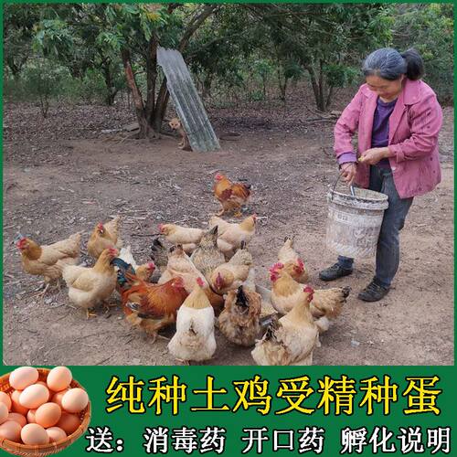 土鸡种蛋可孵化小鸡受精蛋散养可食用土鸡蛋受精高新鲜10枚包邮