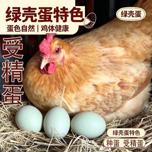 苏禽绿壳种蛋可孵化小鸡受精蛋散养可食用土鸡蛋受精新鲜10枚包邮