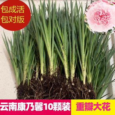 云南基地康乃馨花苗阳台