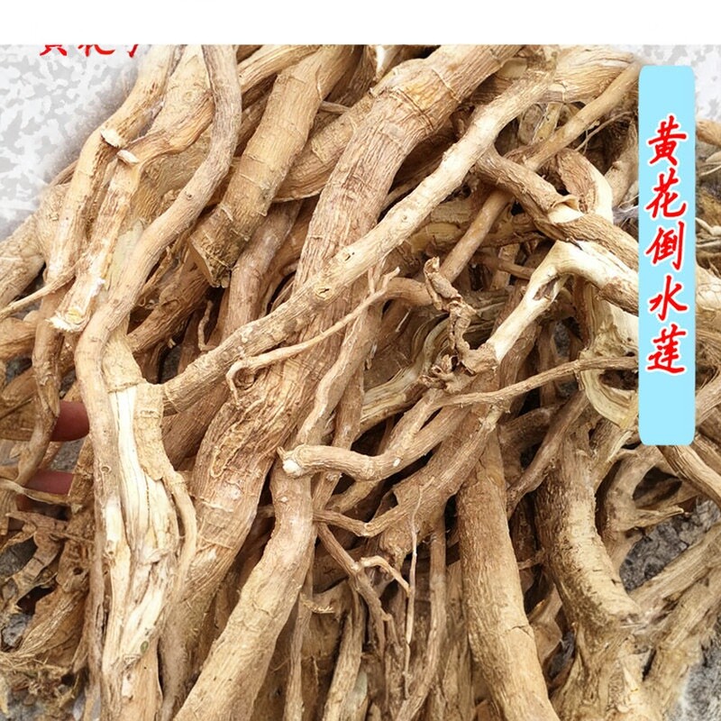 广西野生黄花倒水莲中药材观音串月子茶倒吊黄花参煲汤大远志切片