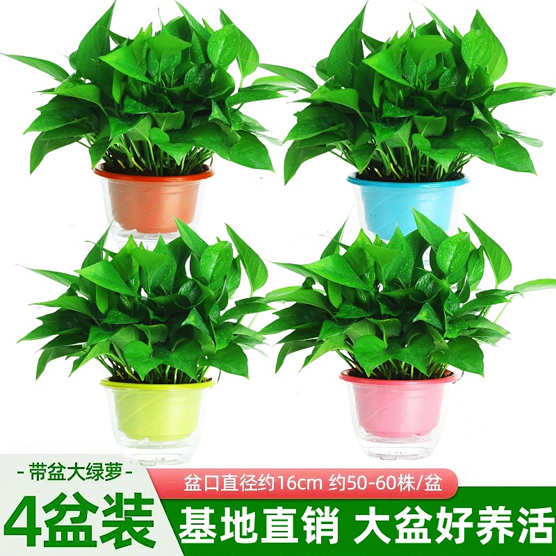 绿萝盆栽室内净化空气绿植好养活