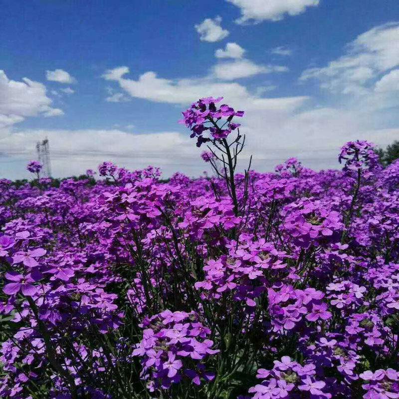 蓝香芥种子&ldquo;蓝色油菜花&rdquo;欧亚香花芥花种子易种花籽庭院四季易活