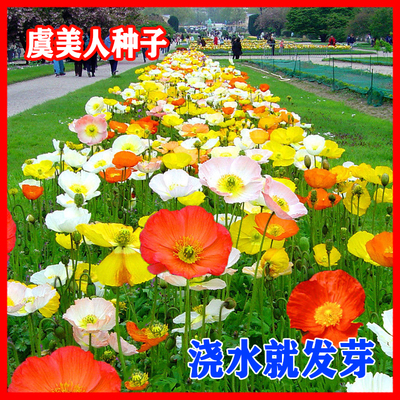 四季开花虞美人种子花卉