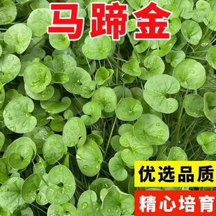 马蹄金种子草籽草坪种子小金钱草铜钱草种子四季常青耐高温绿化