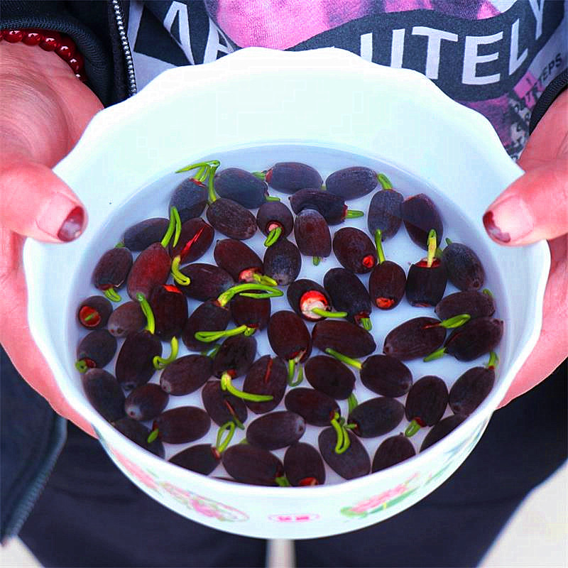 开口碗莲种子四季播种水培盆栽荷花睡莲花种籽绿植水生花卉绿植