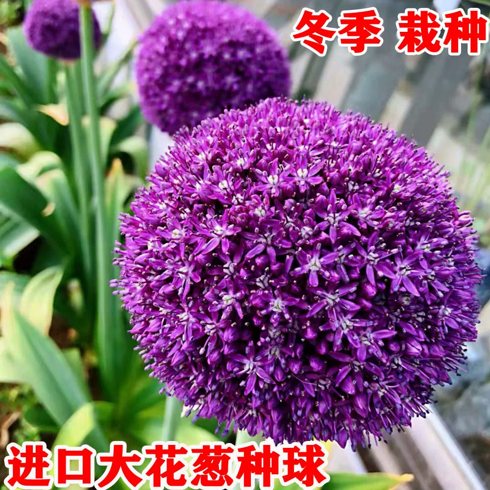 进口大花葱种球荷兰耐寒花卉盆栽庭院地栽植物大葱花球根四季易活