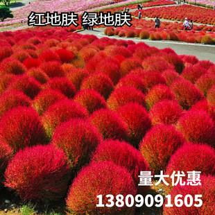 地肤种子 红地肤 绿地肤种子扫帚苗 孔雀松 中药材 观赏花卉草花