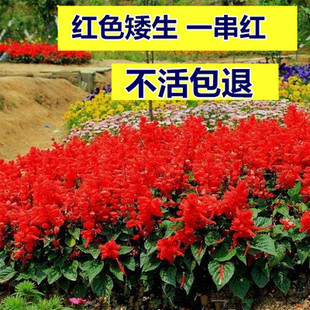 四季播种的庭院易活花子一串红种子矮串串红四季易种花籽耐寒花卉