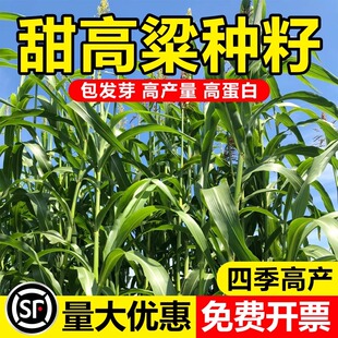 进口大力士甜高粱牧草种籽南北方型养殖饲用甜高粱种子牛羊鱼草籽