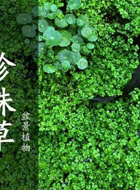 假山草籽草种子上水石吸水石盆景植物珍珠草心形圆叶草混装微景观