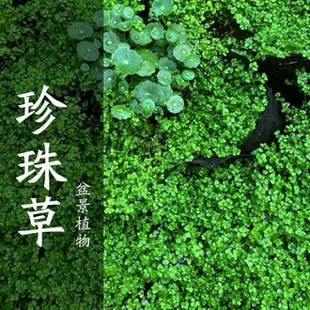 微景观 假山草籽草种子上水石吸水石盆景植物珍珠草心形圆叶草混装