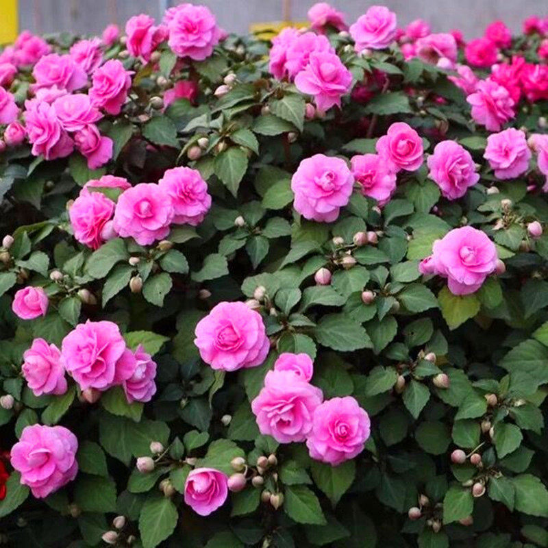 重瓣凤仙花种子指甲花阳台盆栽简单易种四季开花鲜花茶花种籽