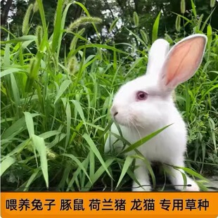 提摩西草种子喂兔子豚鼠荷兰猪龙猫陆龟牧草粮种植养兔专用草干草