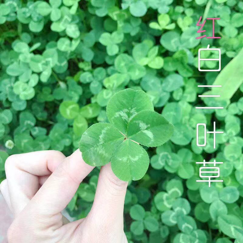 进口三叶草种子多年生四季常青红白三叶草护坡草坪复绿耐旱白三叶