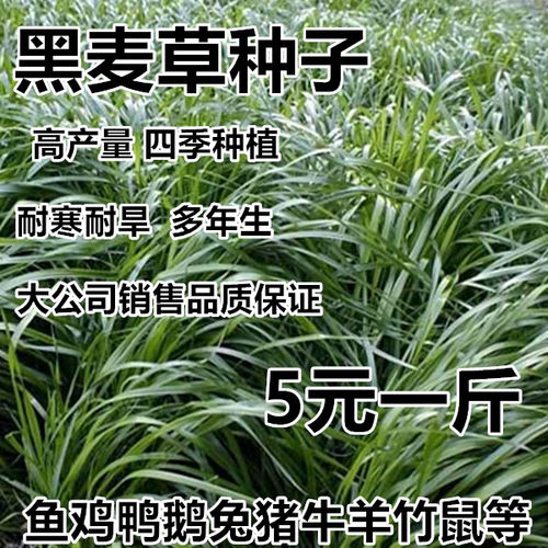 紫花苜蓿种子价格 紫花苜蓿种子图片 星期三