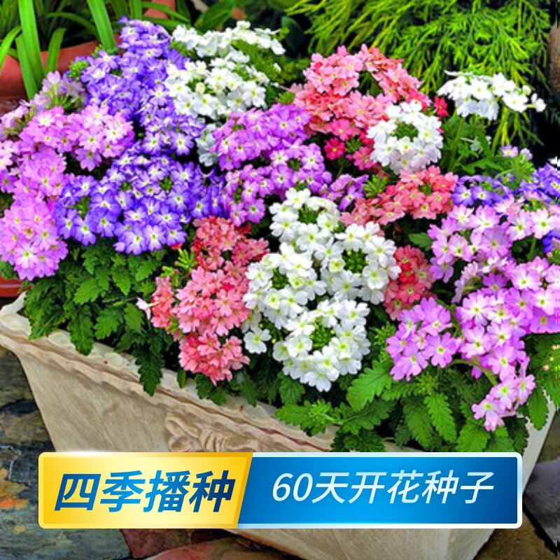 花种子薄荷美女樱花卉盆栽种孑可食用花籽四季开花庭院室外易种活