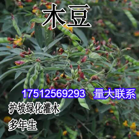 木豆种子 直立灌木 树豆 柳豆 豆蓉 树黄豆 三叶豆种子护坡灌木